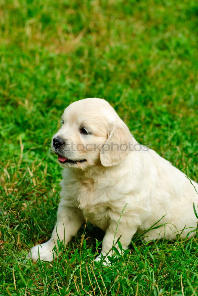 Similar – Dog in the grass, looking for something?