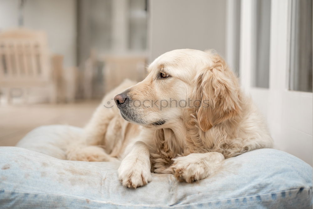 Similar – Sleepy Puppy Animal Pet