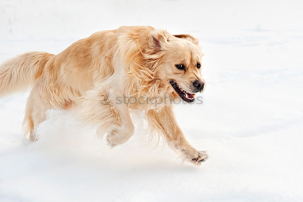 Similar – Image, Stock Photo Wild Dog 01 Nature Winter