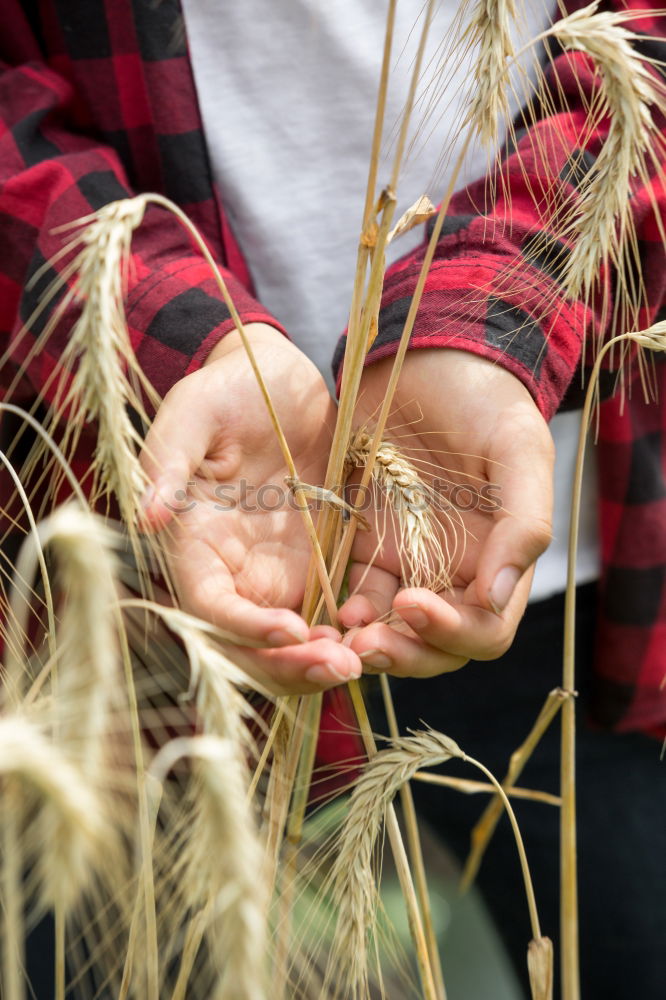 Similar – Image, Stock Photo gleamb Food Grain