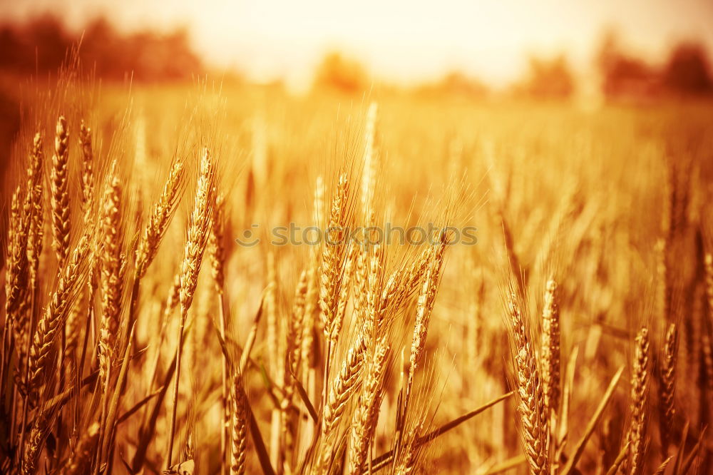 Similar – Golden ears of wheat on cereal field