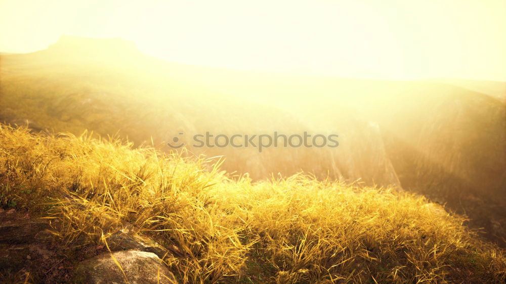 Similar – Panorama- field with flowers and dramatic sky