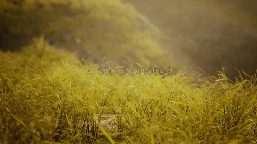 Similar – Blurred vegetation through a rainy bus window in Hong Kong