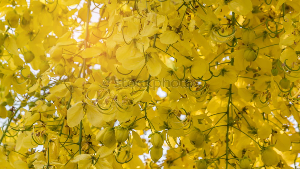 Similar – Image, Stock Photo autumn lights Nature Plant