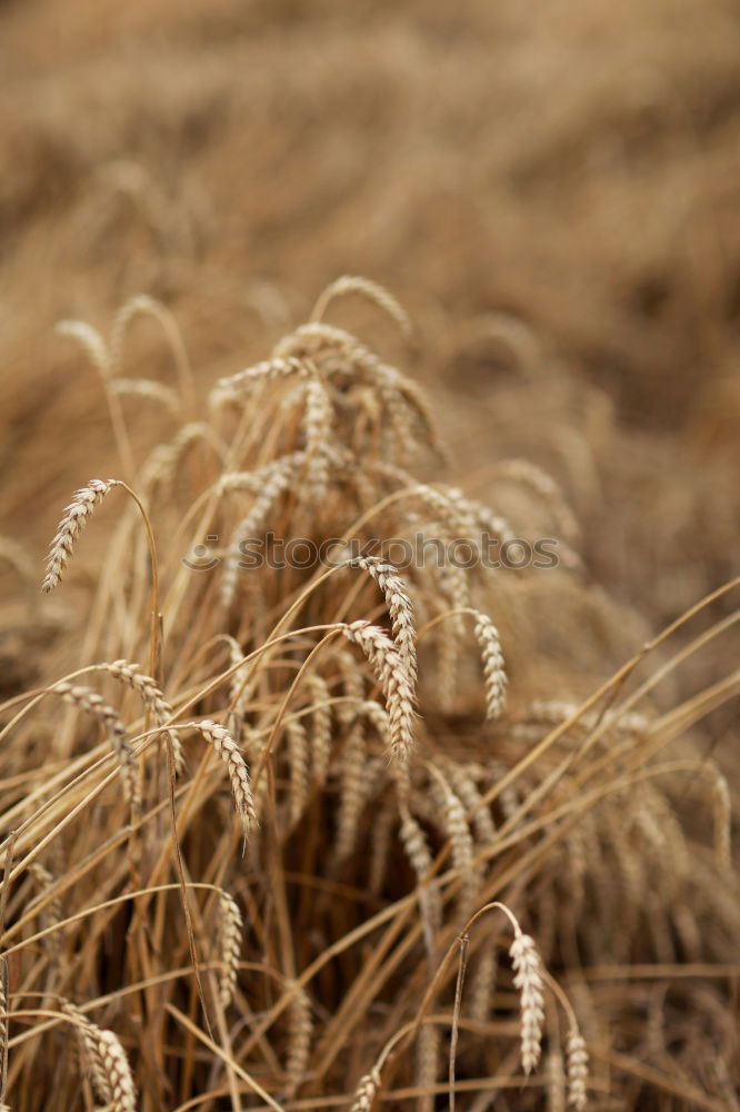 Similar – Weizen Feld Ähren Sommer