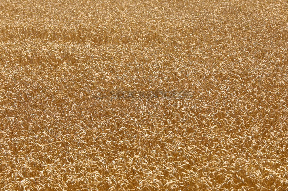 Similar – beach plants Shadow Beach