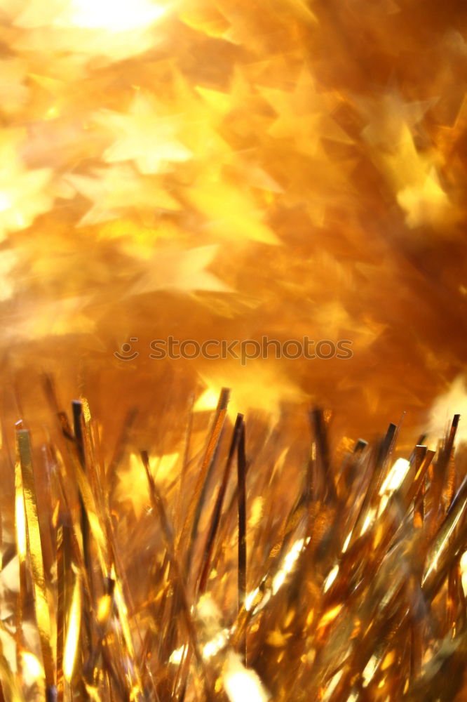 Similar – Image, Stock Photo autumn light III Plant