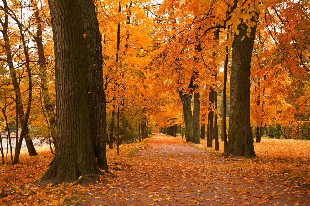 Similar – Es ist Herbst schön Umwelt