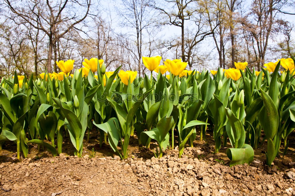 Similar – Image, Stock Photo Happy Easter Nature Sky