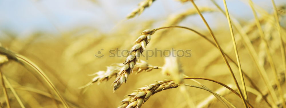 Similar – Image, Stock Photo unripe ears of wheat in a cornfield in front of a grey sky