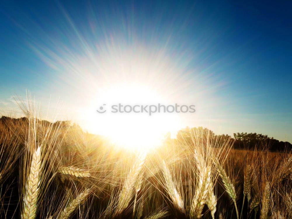 Similar – Special light above a grain field, ears of corn in the last light