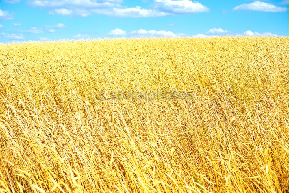 Similar – Foto Bild Weites Kornfeld himmelblau