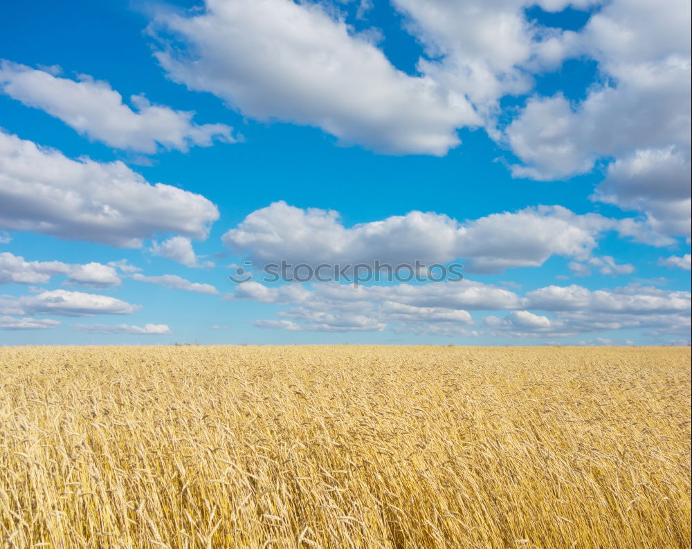 Similar – Image, Stock Photo cornfield Cornfield Field