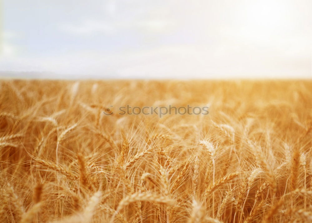 Similar – Young cowgirl in a field of cereals