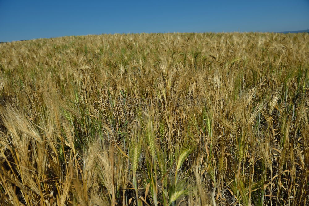 Similar – wheat field in summer