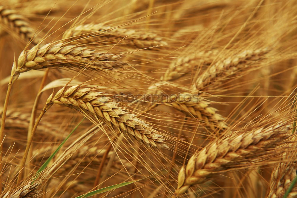 Similar – grain Wheat Field