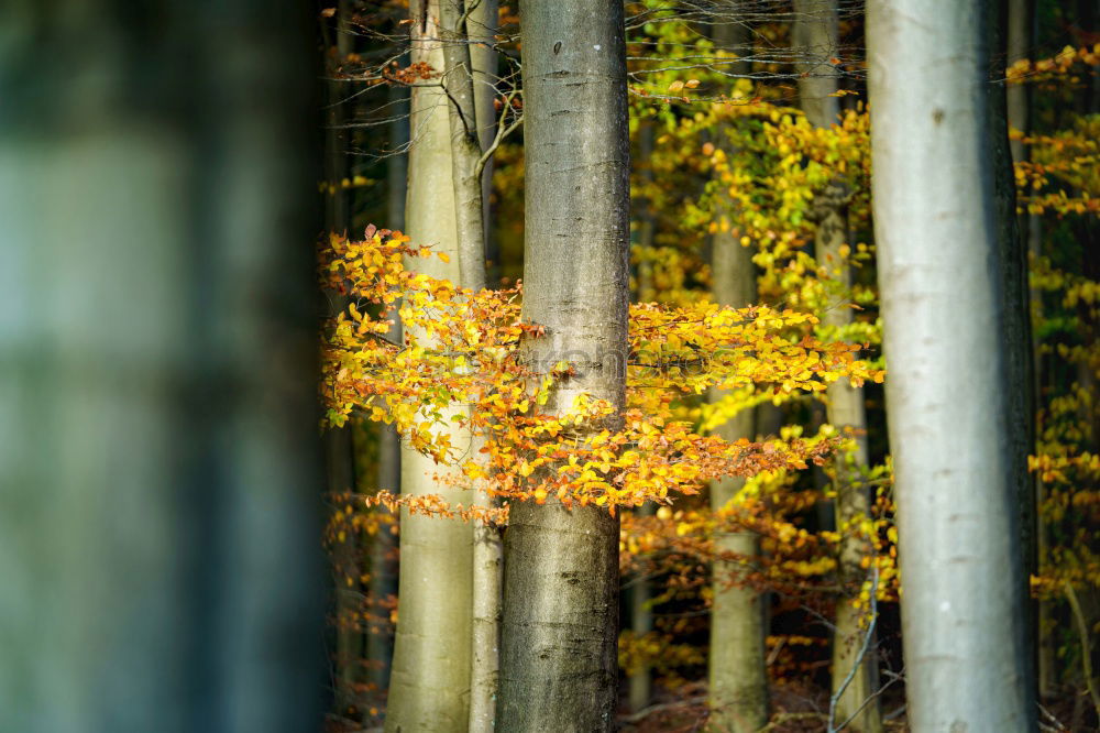 Similar – A little deer stands in the forest