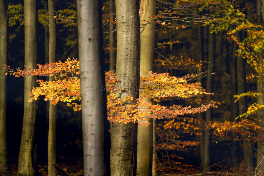 Similar – A little deer stands in the forest