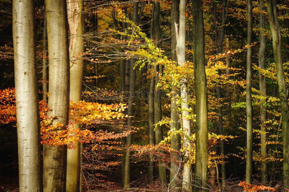 Similar – Herbstlicher Wald Baum