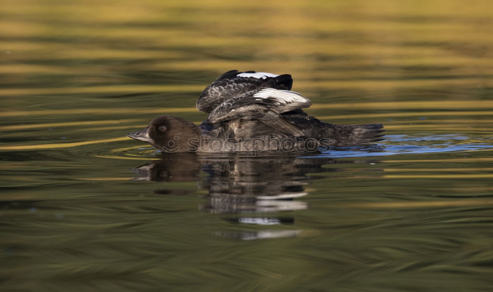 Similar – Tail in the air Water Pond