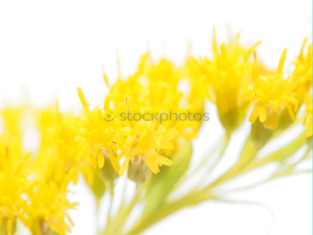 Similar – Image, Stock Photo flower mound