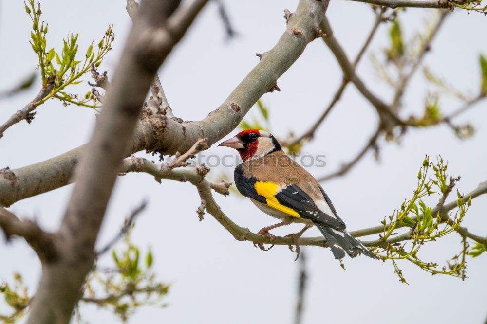 Similar – Image, Stock Photo titmouse spring