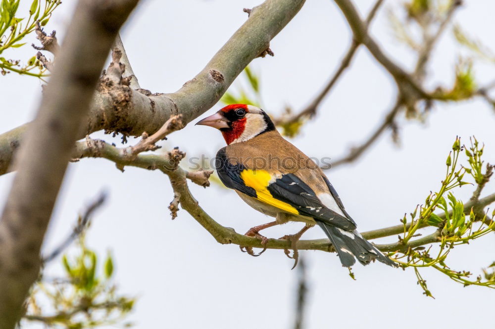 Similar – Weaver bird acrobatics