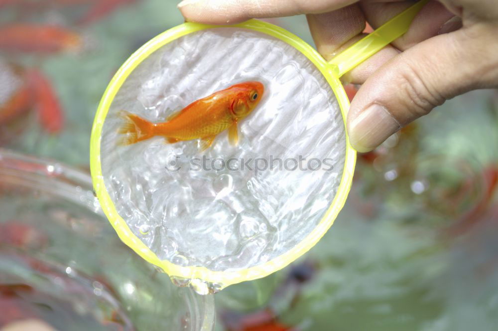 Similar – Various fish in plastic bags