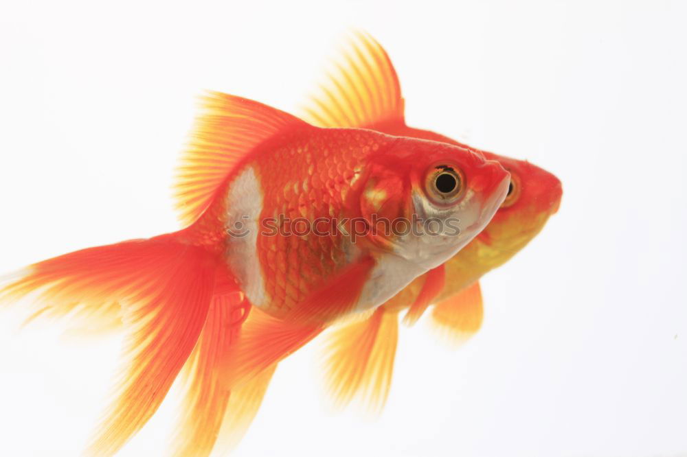 Similar – goldfish, carassius gibelio, freshwater fish