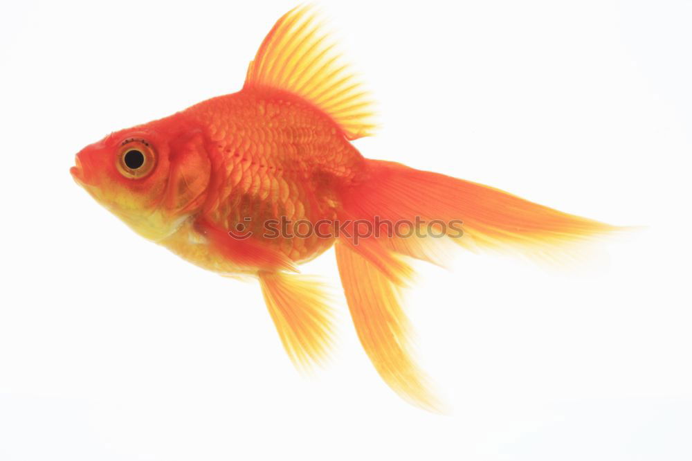 Similar – goldfish, carassius gibelio, freshwater fish