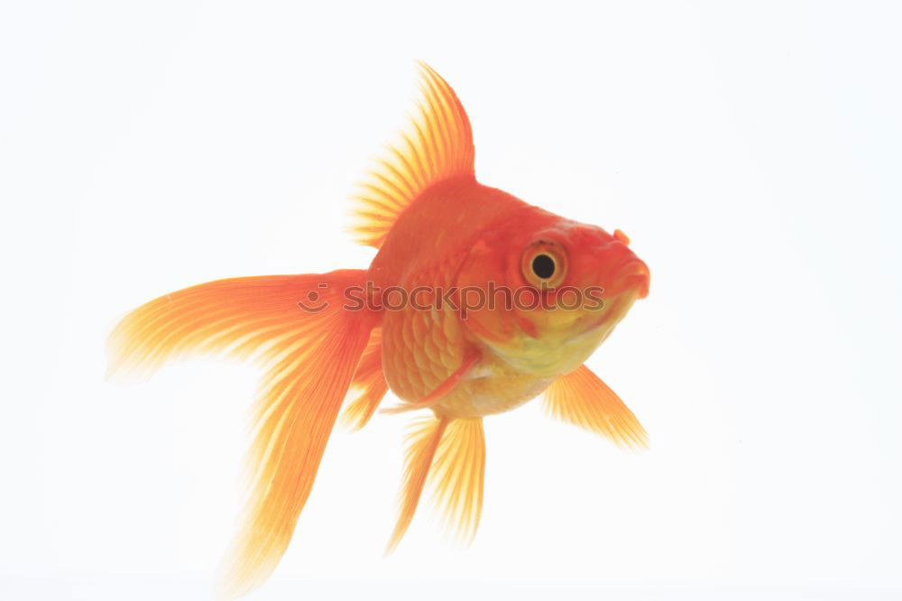 goldfish, carassius gibelio, freshwater fish