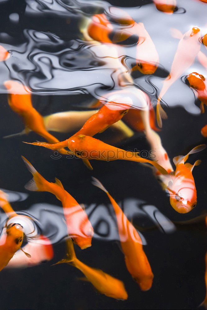 Golden fishes Goldfish