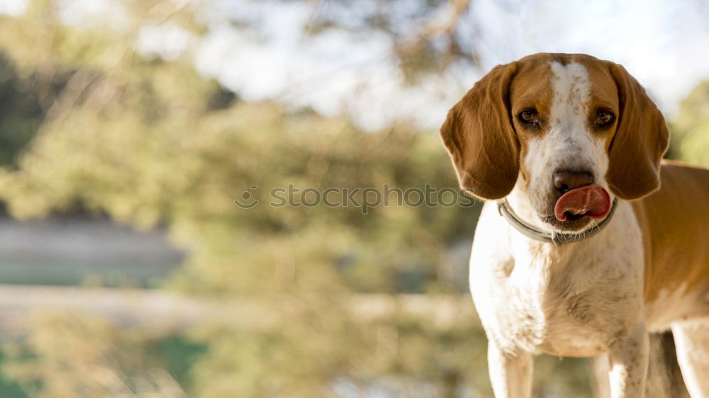 Similar – Funny dog sitting on beach