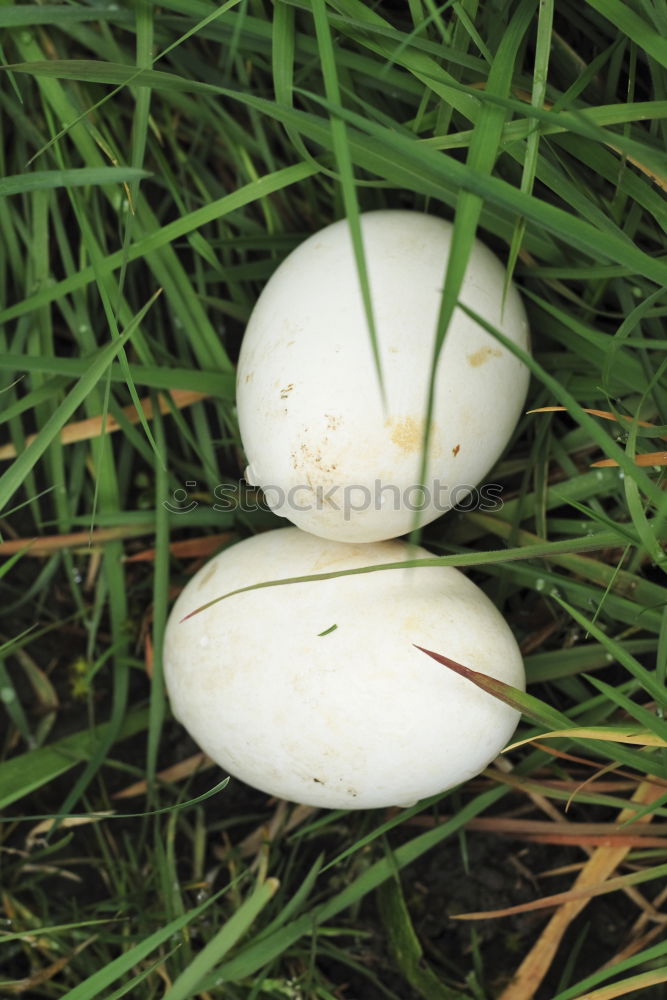 Similar – Image, Stock Photo Space Balls Mushroom Moss