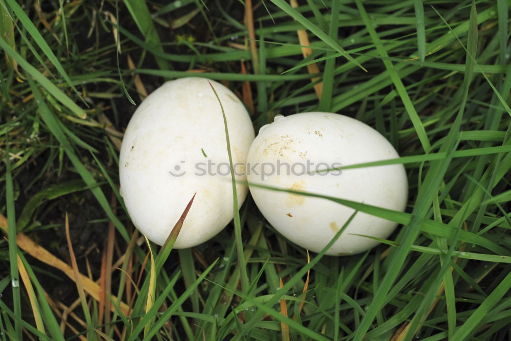 Similar – Image, Stock Photo Space Balls Mushroom Moss