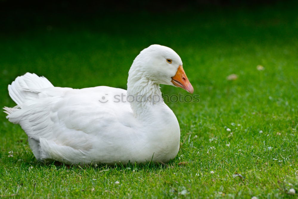 Similar – Juvenile hens IV chicken