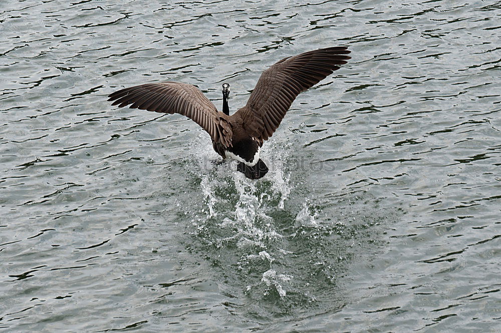 Similar – Image, Stock Photo JUMP OF THE DOLPHINS