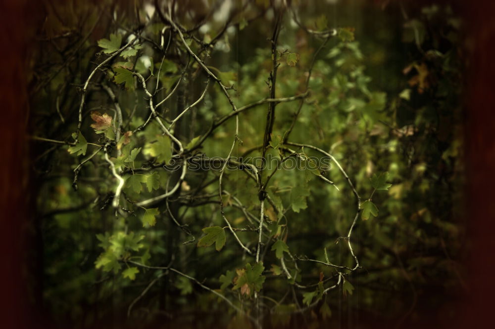 Similar – Image, Stock Photo meadow Meadow Spring