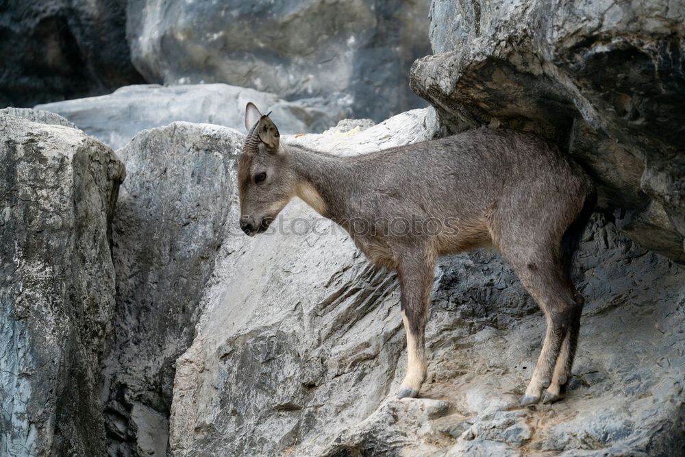 Similar – König der Berge Wildtier