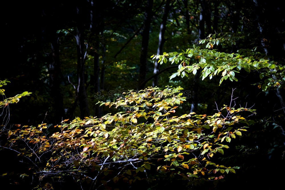 Similar – Herbsttag Pfütze