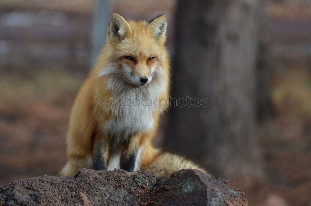 Similar – Image, Stock Photo Fox in the field with fog and snow