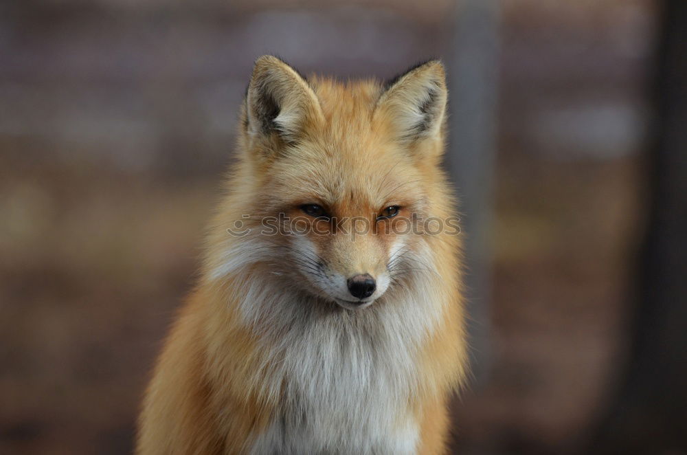 Curious Fox Kit