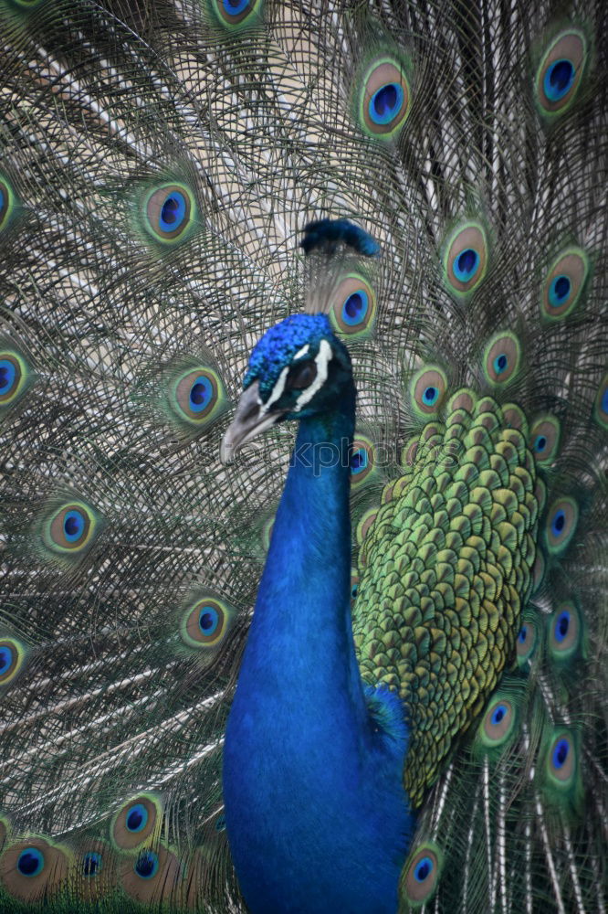 Similar – Peacock beats wheel Nature