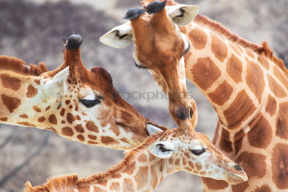 Similar – Image, Stock Photo The Three Funny Two Zoo