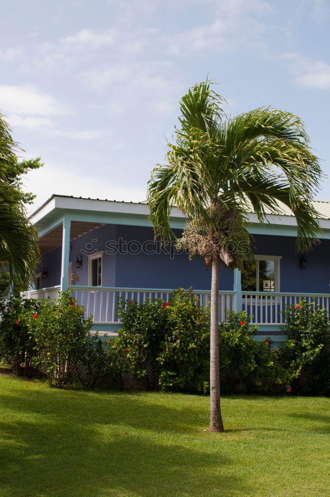 Similar – Image, Stock Photo Under palm trees 2