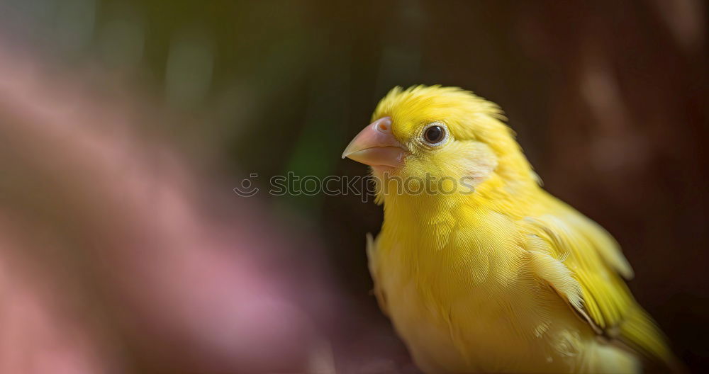 Similar – Image, Stock Photo Learn to fly Joy Playing