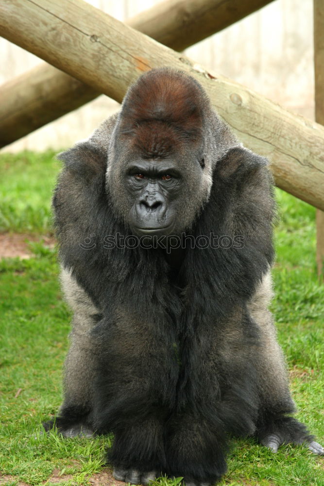 Similar – behind bars Animal