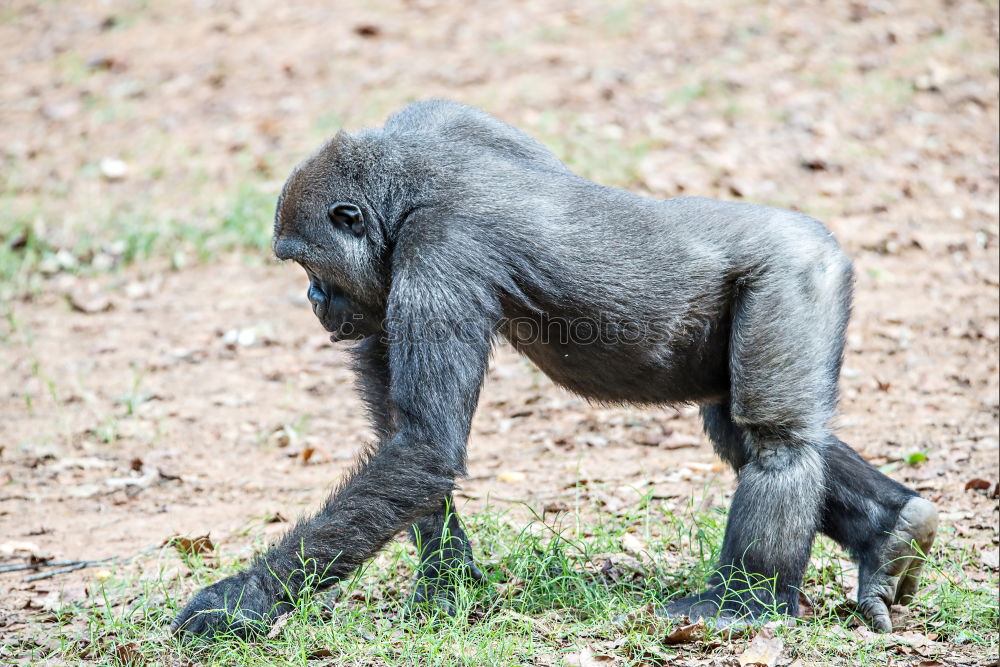 Similar – Image, Stock Photo Drill Monkey (Mandrillus Leucophaeus) Portrait