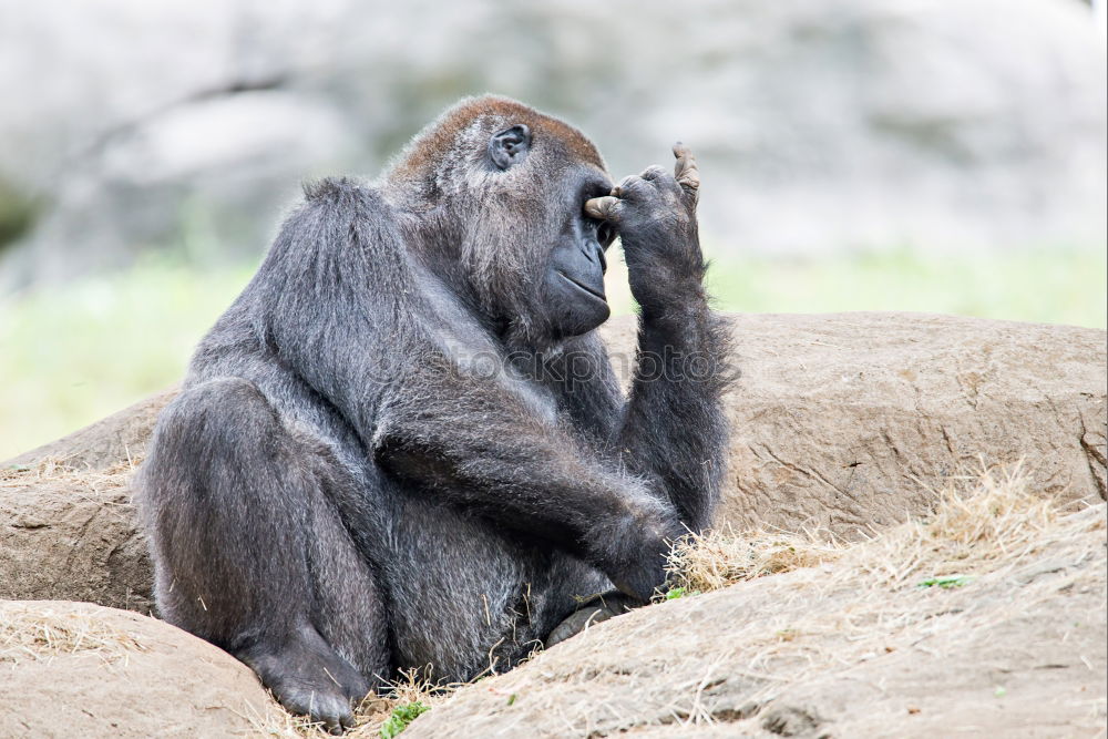 Similar – Foto Bild Äffchen Tier Wildtier Zoo