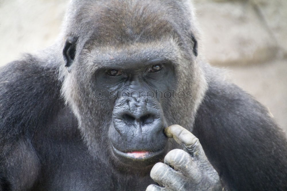 Similar – Image, Stock Photo gorilla Animal Wild animal